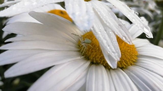 Аккуратная походка цветочного паука. смотреть онлайн