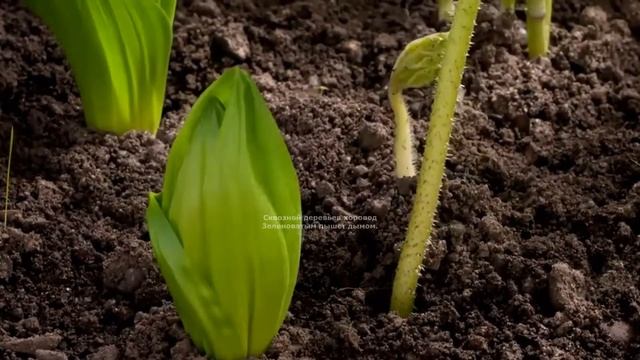 Стихи о весне А. Фет смотреть онлайн