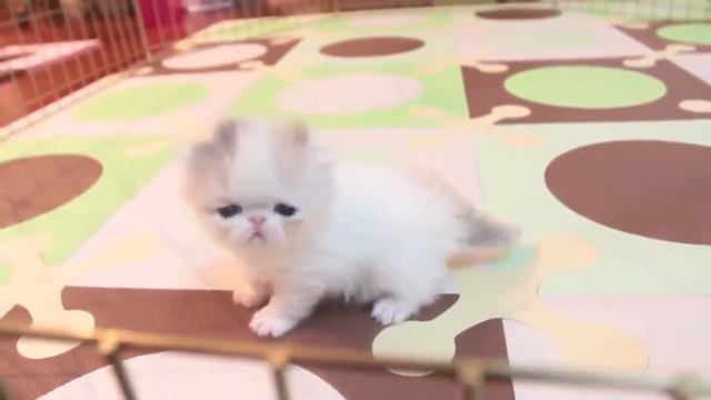 ЛУЧШИЕ ПРИКОЛЫ 2016. Со стула не падай, ножки сломаешь У СТУЛА. смотреть онлайн
