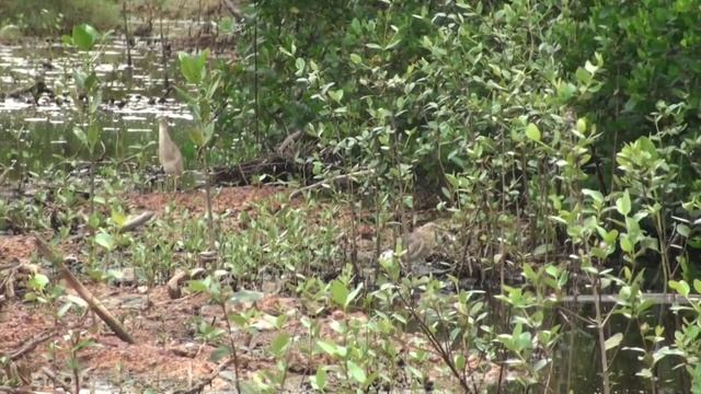 Sri Lanka, Marawila, Club Palm Bay. (Part 3) смотреть онлайн