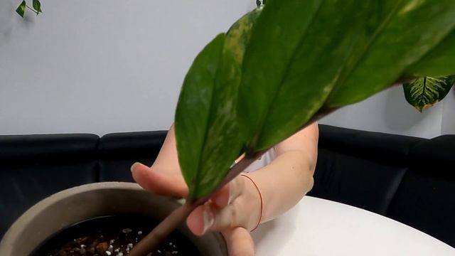 Zamioculcas VARIEGATA смотреть онлайн