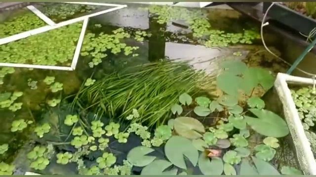 Бассейн в теплице, спустя месяц в отпуске. смотреть онлайн