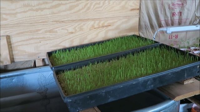 Grow Your Own Animal Feed (Luke, I Am Not Your Fodder) смотреть онлайн