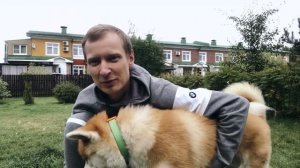 Порода собак Японская Акита-Ину. Описание породы. Мнение кинолога.