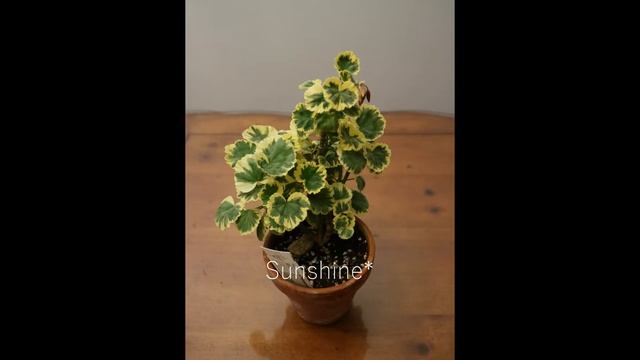 Pelargonium Gold Dust