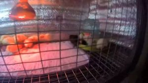 БРУДЕР ДЛЯ ПЕРЕПЕЛОВ СВОИМИ РУКАМИ ИЗ СТАРОГО ХОЛОДИЛЬНИКА/ОБОГРЕВ И ОБУСТРОЙСТВО