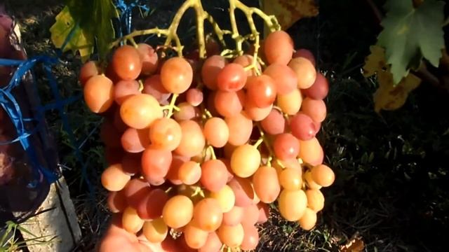 Виноград Ливия 2015 (Панченко) смотреть онлайн