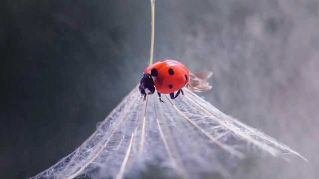 🎼😊 «УЖАСНО ИНТЕРЕСНО : ) , ВСЕ ТО, ЧТО НЕИЗВЕСТНО» смотреть онлайн