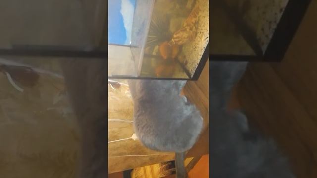 БЛИЗКО ОКО, ДА ЗУБ НЕЙМЕТ. смотреть онлайн