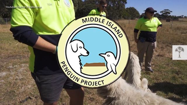 How Dogs Saved the World's Smallest Penguin | Back from the Brink смотреть онлайн