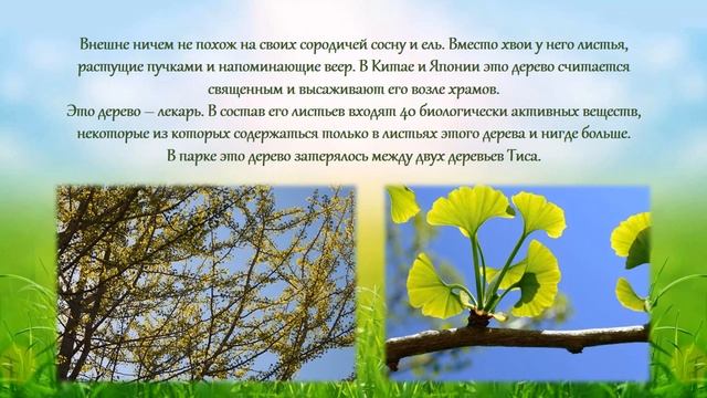 Познавательный эко квест "Там на неведомых дорожках". смотреть онлайн