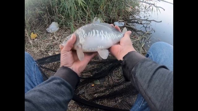 Платное озеро Белый дом. Карповое рыбалка. Carp fishing. Балық аулау. Рыбалка 2021 смотреть онлайн