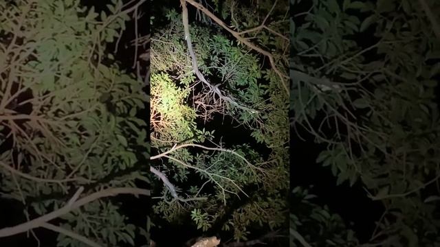 5-6 Foot *WILD* Carpet Python смотреть онлайн