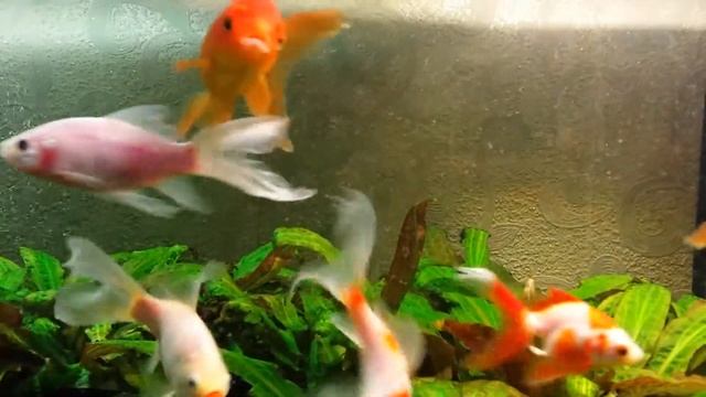 Вуалехвосты 21.01.2015 смотреть онлайн