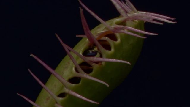 Venus Fly Trap Time-Lapse - 40 Days Of Growth + Mystery Insect - 4K HD смотреть онлайн