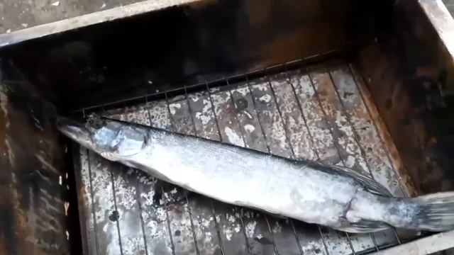 Копчение щуки,плотвы и окуня! смотреть онлайн