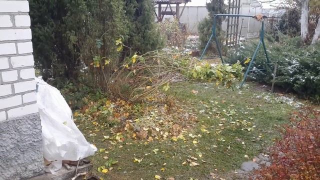 28.10.2017 Укрытие плетистой розы на зиму в подмосковье. смотреть онлайн