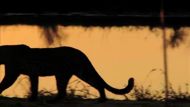 A DEC Safari смотреть онлайн