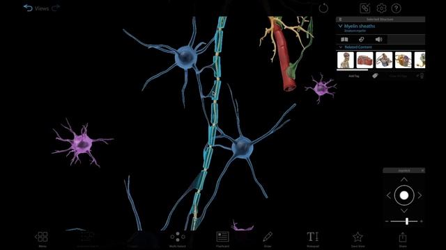 Human Anatomy Atlas 2023＋ | New 3D Neuron Microanatomy Model смотреть онлайн