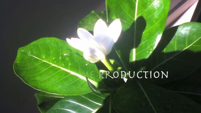 Tiare Tahiti Stop Motion