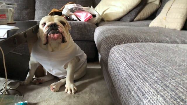 Lincoln becomes a fashion designer | ENGLISH BULLDOG смотреть онлайн