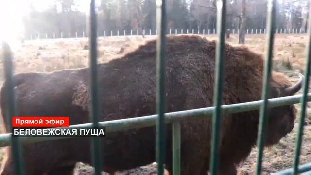 ПОСЕЩЕНИЕ БЕЛОВЕЖСКОЙ ПУЩИ смотреть онлайн