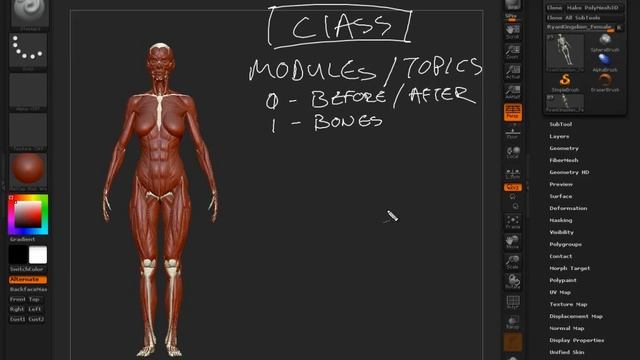 1 Welcome To Artistic Anatomy in ZBrush смотреть онлайн