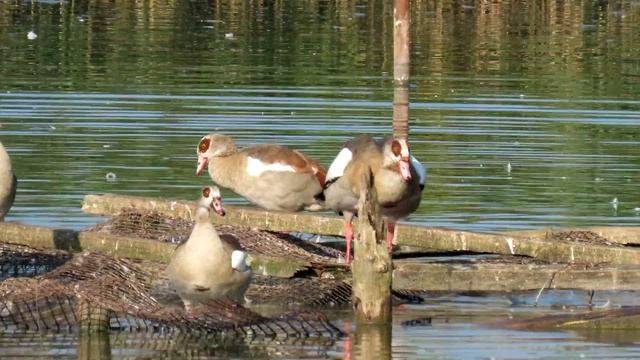 1482. Husice nilská, Egyptian Goose, Nilgans, Nijlgans, Нильский гусь, Kazarka egipska смотреть онлайн