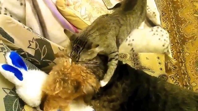 Кот и собака играют с мягкой игрушкой смотреть онлайн