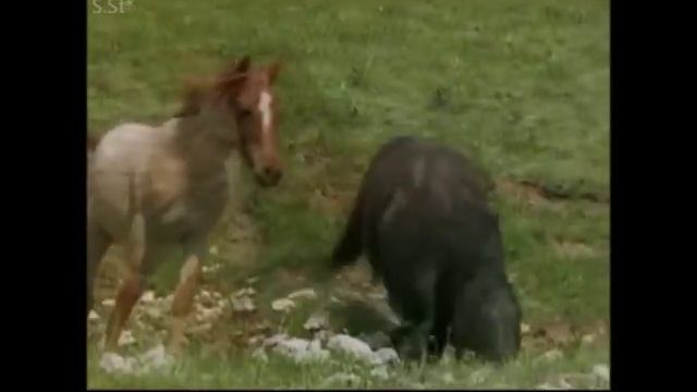 Песня коня цыганских кровей- А.Розенбаум. смотреть онлайн
