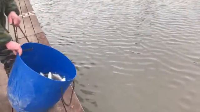 07 05 2018 РК Фиш'ка Данилово представляет. Зарыбление форелью ВИП-ЗОНУ смотреть онлайн