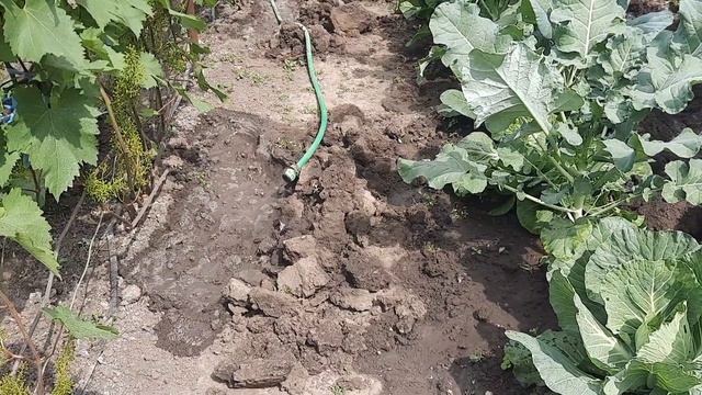 Виноград без заморочек. Подкормка после цветения . 23 июня 2023 г. смотреть онлайн