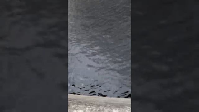 ловля судака на Неве Санкт-Петербург. Нева. смотреть онлайн