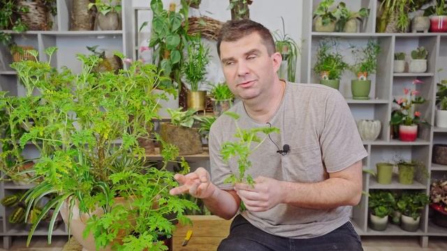 Geranium, anginka super roślina o właściwościach leczniczych. Co na zapalenie ucha смотреть онлайн