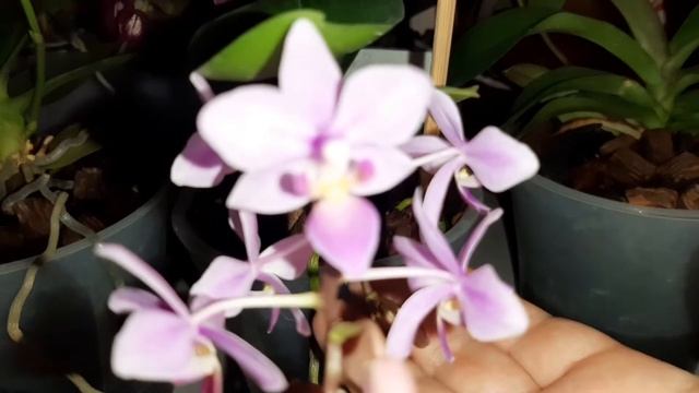 Что делать с Филадельфией? смотреть онлайн