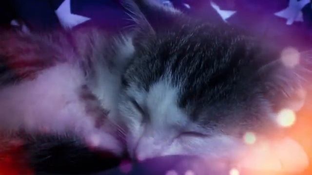 Усыпите кошку за 5 минут. МУЗЫКА ДЛЯ КОШЕК с мурлыканьем смотреть онлайн