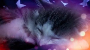 Усыпите кошку за 5 минут. МУЗЫКА ДЛЯ КОШЕК с мурлыканьем