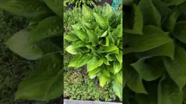 Сад хост в Бийске 2021( hosta garden 2021) смотреть онлайн