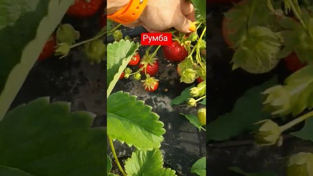 Румба сорт КСД з фріго А- смотреть онлайн