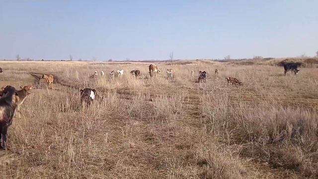 Дотации на коров в личных хозяйствах смотреть онлайн