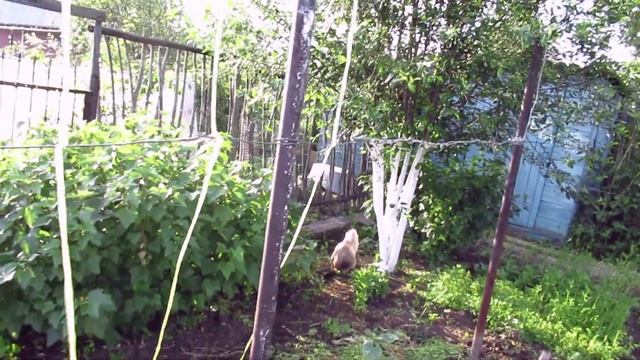 Как выглядит "молодуха", китайской стиралке 11 лет, проверка делом / вести с полей смотреть онлайн