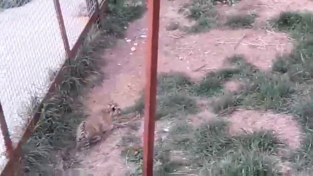 Тигрица Фрося и малыши смотреть онлайн