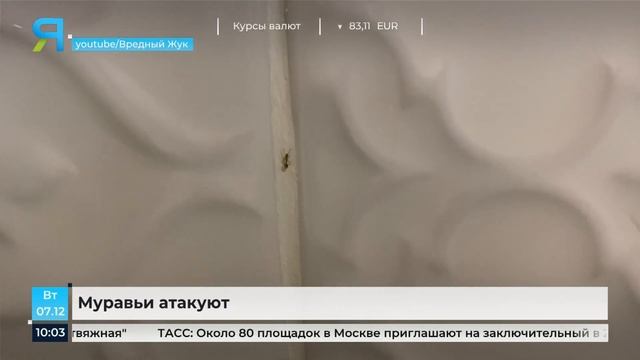 Рыжие муравьи атаковали жителей Ноябрьска смотреть онлайн