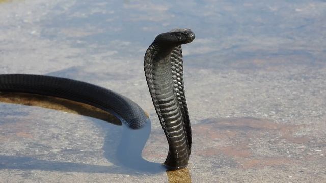 Black Spitting Cobra (Naja nigricincta woodi) from Cederberg, South Africa (20200127) смотреть онлайн