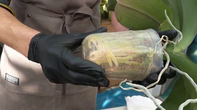 Orchid Repotting: Phalaenopsis Part 1