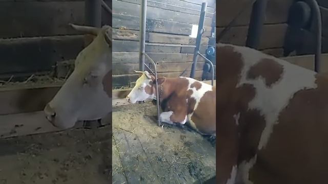 КОГДА КОРОВА ПЕРЕЕЛА ЗЕРНА!!!!#деревня #деревенскаяжизнь #подпишись #рекомендации #корова #обзор смотреть онлайн