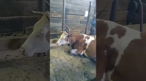 КОГДА КОРОВА ПЕРЕЕЛА ЗЕРНА!!!!#деревня #деревенскаяжизнь #подпишись #рекомендации #корова #обзор