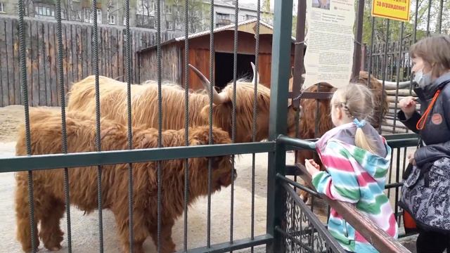 Шотландская корова смотреть онлайн