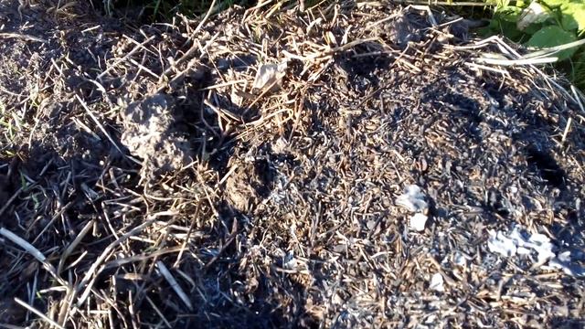 Муравейник на грядке что делать