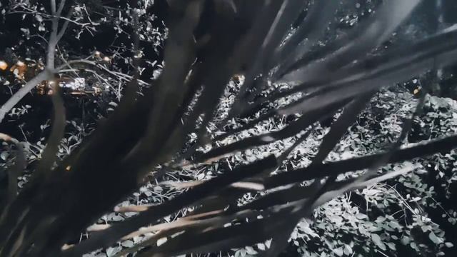 VID 20231015 062553 Я к старости клонюсь, вы постарели тоже...(Пьер де Ронсар) Павел Васильев Лахти смотреть онлайн